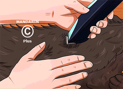 бритьё кошки по шерсти